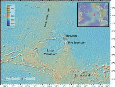 Making Use of Relicts: Brisingid Seastars Aggregate on Hydrothermally Inactive Sulfide Chimneys Near Black Smokers